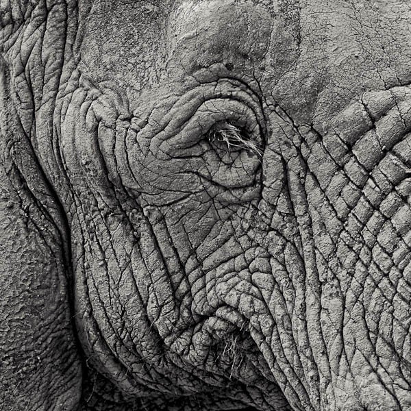 Paul Coghlin Portrait Photograph - Elephant Abstract