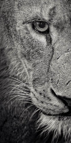 Lioness Stalking