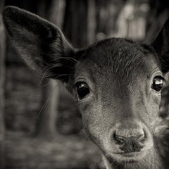 Inquisitive Fawn