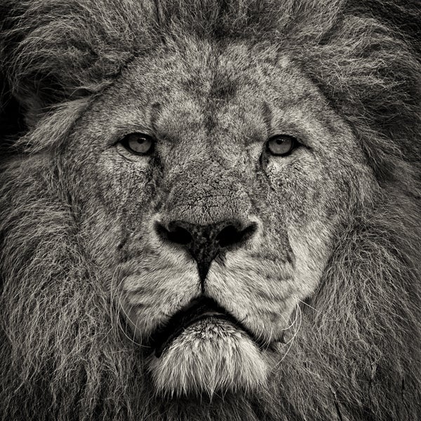 Paul Coghlin Portrait Photograph - Lion's Stare II