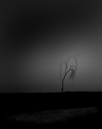 Lone Tree in a Pasture