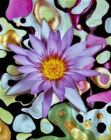 Christopher Beane - Lavender and Green Waterlily in Nail Polish Pools Lavender and Green Waterlily in Nail Polish Pools