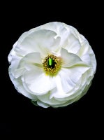 Ranunculus Saint