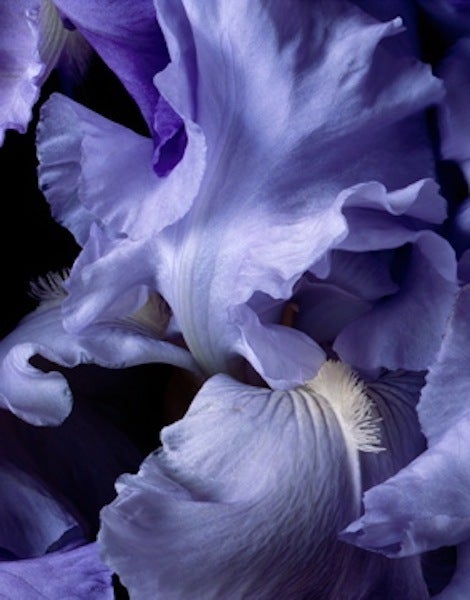 Bearded Blue Iris - Photograph by Christopher Beane