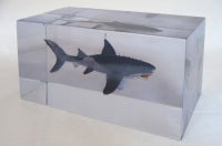 $5.99 Shark from Ebay