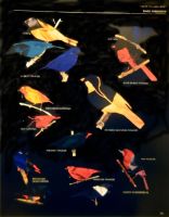 Order Passeriformes (Black Version)