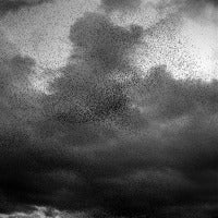 Murmur (Diptych pt. 2)