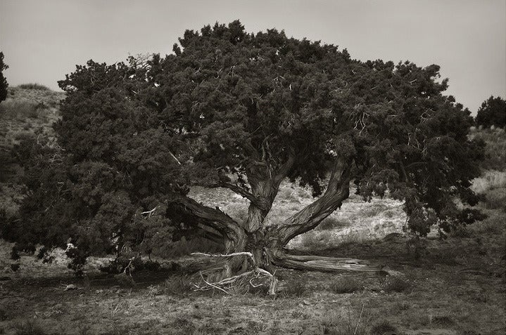 Dikayl Rimmasch Landscape Photograph - Tree Near Hole in Rock