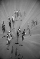 Surfacing Spinner Dolphins