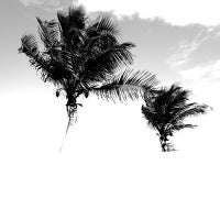 Palms Trees
