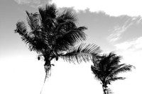 Palm Trees, St. Barth