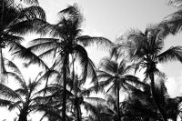 Palm Trees