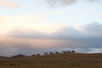 Icelandic Horses