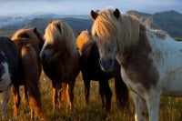 Icelandic horses 2