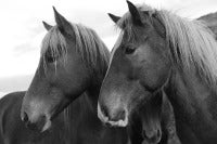 Icelandic horses 3 color BW