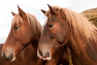Icelandic horses 3 color