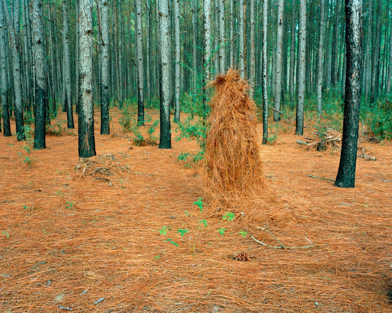 Jeremy Chandler Landscape Photograph - Ghillie Suit (Pine Straw)