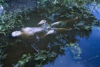 Ophelia
