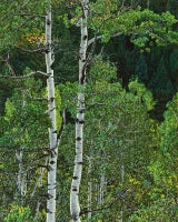 Aspen Trees 14