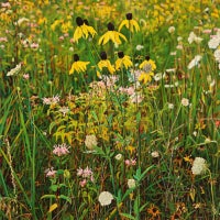 Wildflowers