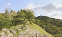 Young Oak Tree on Steep Hillside