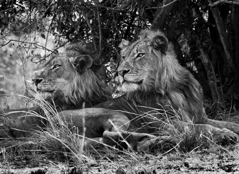 Sebastião Salgado Black and White Photograph - Kafue National Park, Zambia [lion-two brothers]