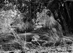 Kafue National Park, Zambia [lion-two brothers]