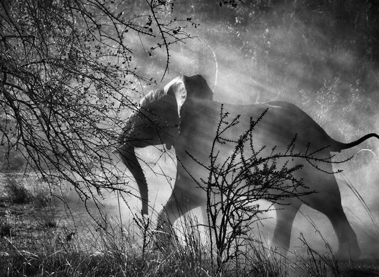 Sebastião Salgado Black and White Photograph - Kafue National Park, Zambia [elephant]