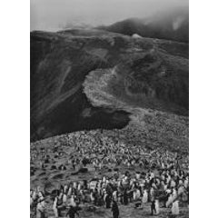 Chinstrap Penguins, Deception Island, Antarctica 3