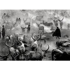 Dinka Cattle Camp, Southern Sudan 6