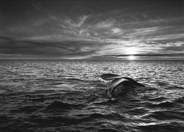 Sebastião Salgado Black and White Photograph - Southern Right Whale, Navigating in the Golfo Nuevo, Valdés Peninsula