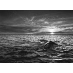 Southern Right Whale, Navigating in the Golfo Nuevo, Valdés Peninsula 1