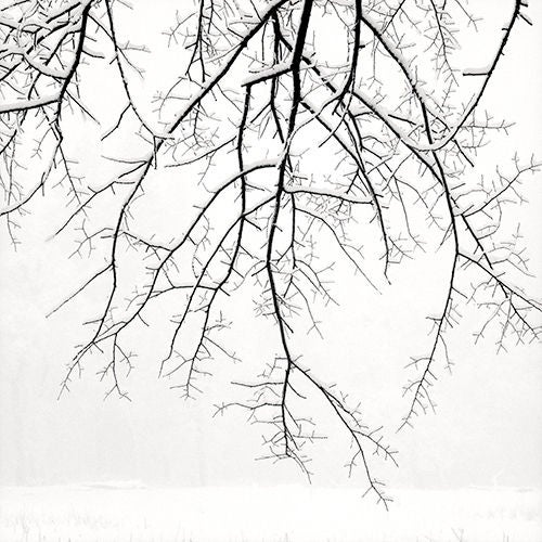 Hanging Branches with Snow - Photograph by Jeffrey Conley