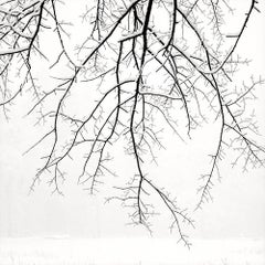 Hängende Zweige mit Schnee