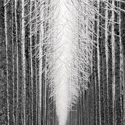 Tree Cathedral - Photograph by Jeffrey Conley