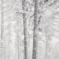 Two Trees and Falling Snow