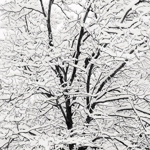 Snow Covered Branches - Photograph by Jeffrey Conley