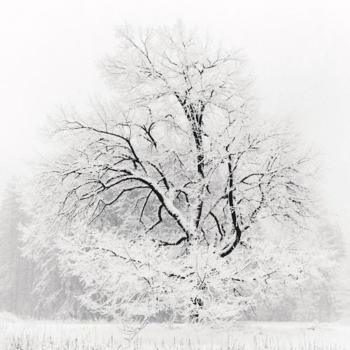 Grand Oak in Snow - Photograph by Jeffrey Conley