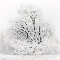Grand Oak in Snow