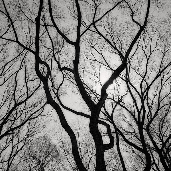 Branch Silhouette 3, NYC - Photograph by Jeffrey Conley