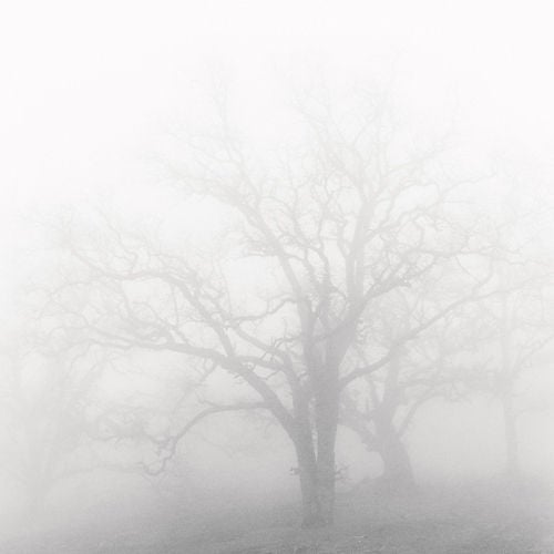 Oak and Fog - Photograph by Jeffrey Conley