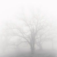 Oak and Fog