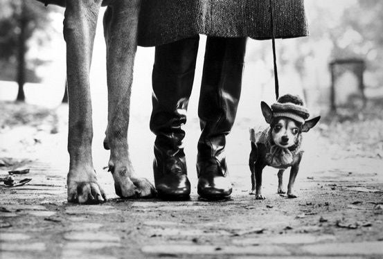 Elliott Erwitt Black and White Photograph - New York (Great Dane Legs, Boots and Chihuahua)