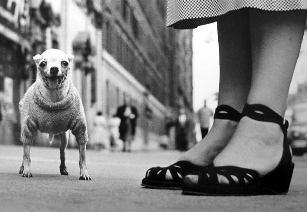 Elliott Erwitt Black and White Photograph - New York (Dog and Sandals)