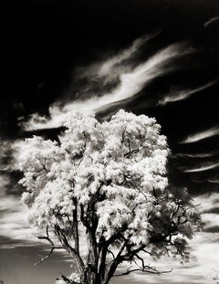 Árbol y nubes, Rochester, Nueva York, Cartera Uno