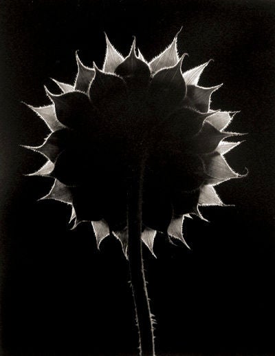 Sunflower Face, Winthrop, Massachusetts - Photograph by Paul Caponigro