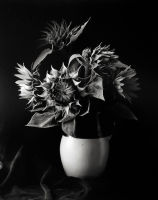 Sunflower Vase, Millerton, New York