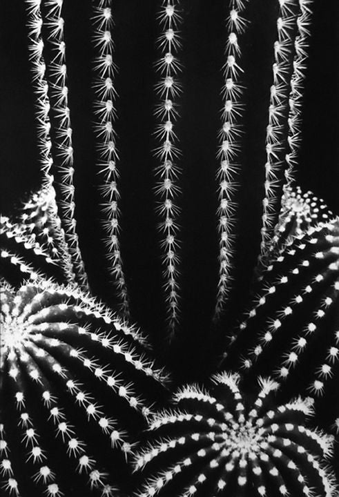 Cactus: Trichocereus Schickendantzil, San Jose, California - Photograph by Don Worth