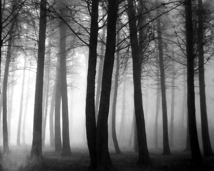Don Worth - Trees in Fog For Sale at 1stDibs | don worth photography