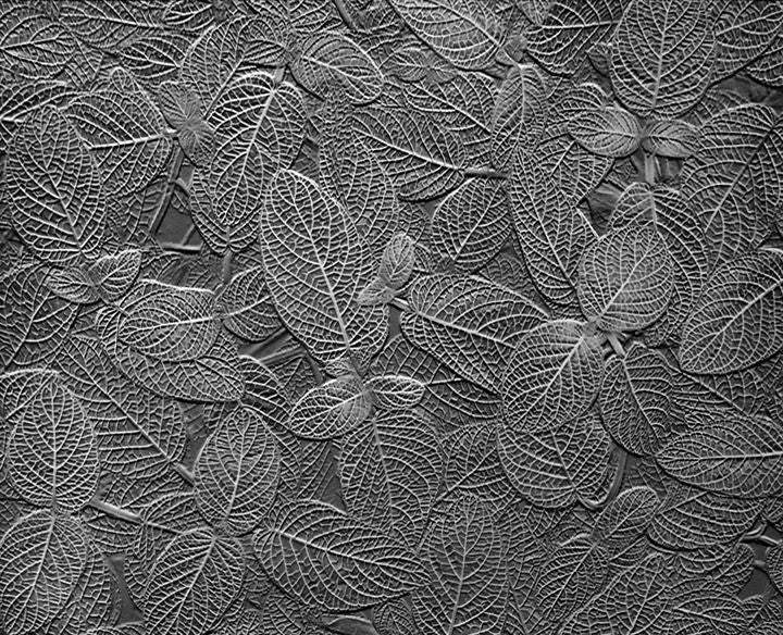 Tropical Leaves, Fittonia Agyroneura, California - Photograph by Don Worth